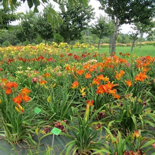 arboretum