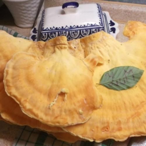 Takéto ooobrovskééé boli sírovce...