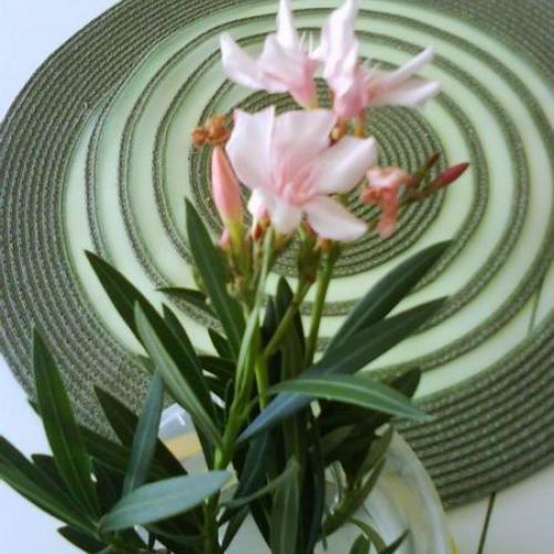 oleander pre Zuzi