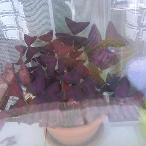 oxalis-poradte preco mu usychaju listky?fotene z balkona