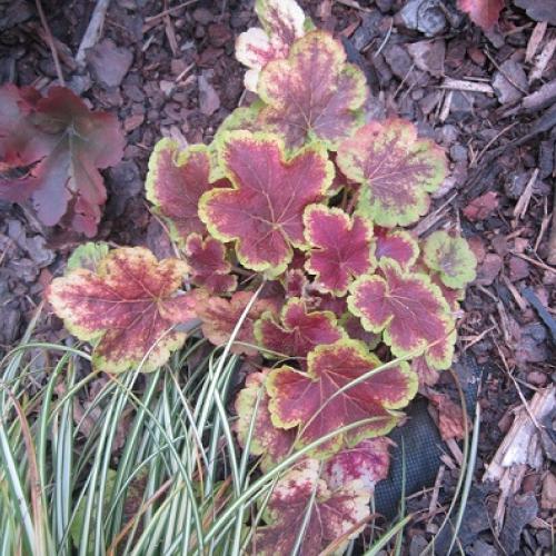 heuchera