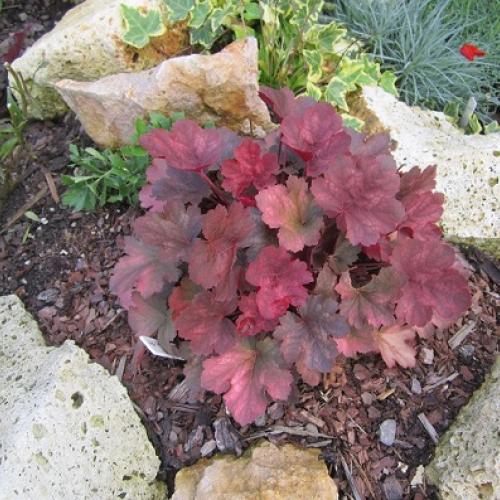 heuchera