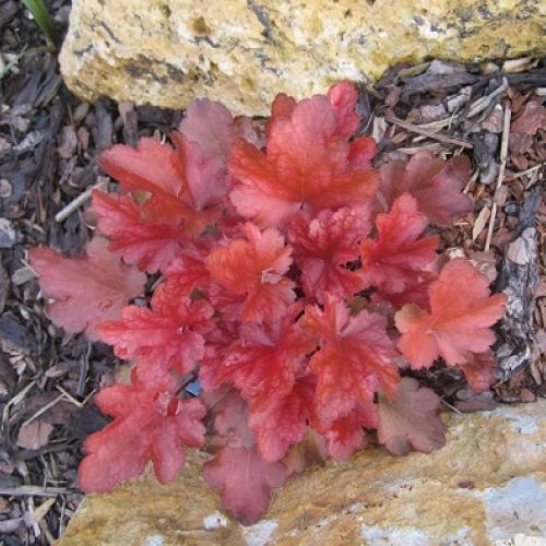 heuchera