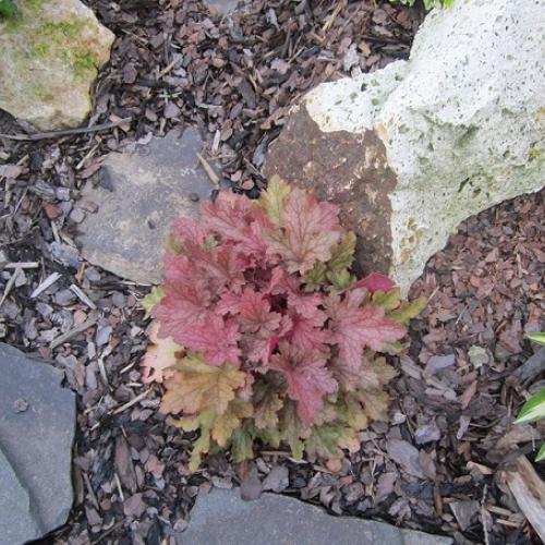 heuchera