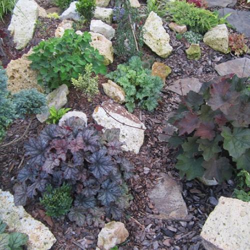 heuchera