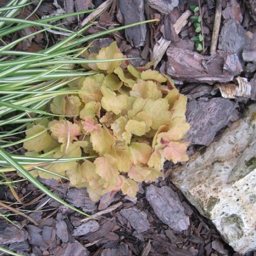 heuchera