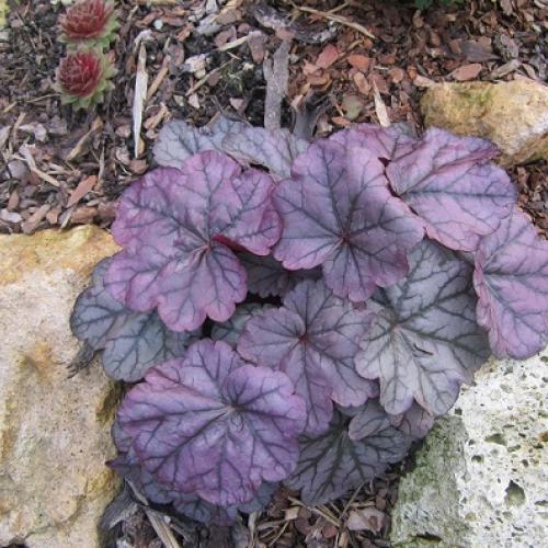 heuchera