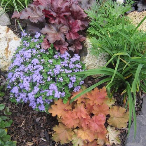heuchera