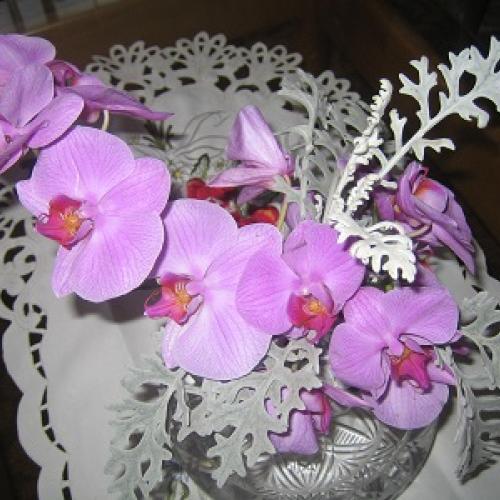 zlomena orchidka 