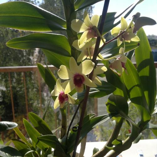 dendrobium sa snazi :)