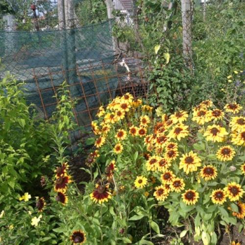 rudbekia