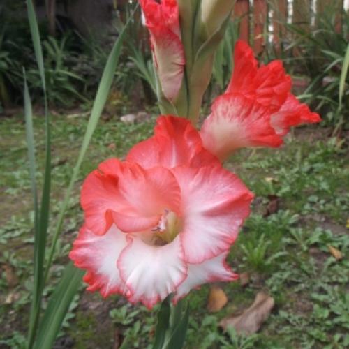 Gladiolky stále prekvapujú...  I.