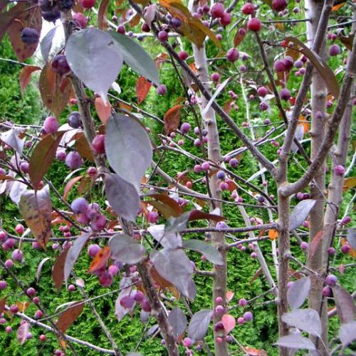 malus Royalty