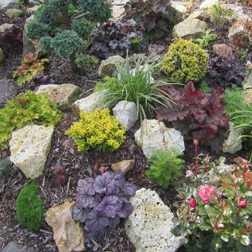 heuchera