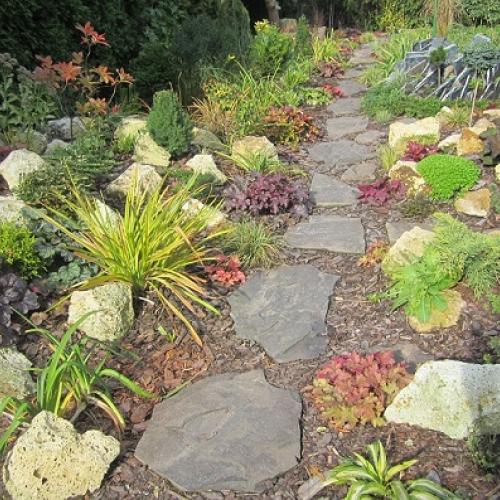heuchera