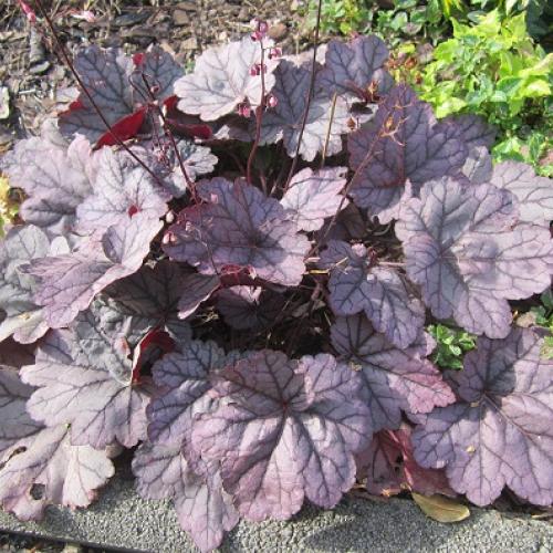 heuchera