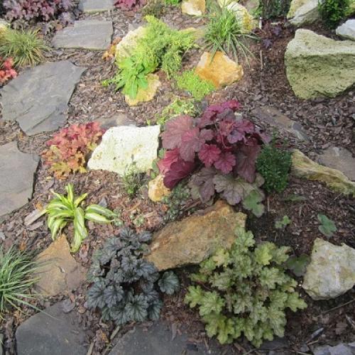 heuchera