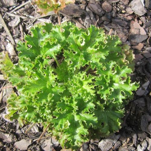 heuchera