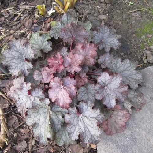 heuchera