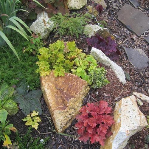 heuchera