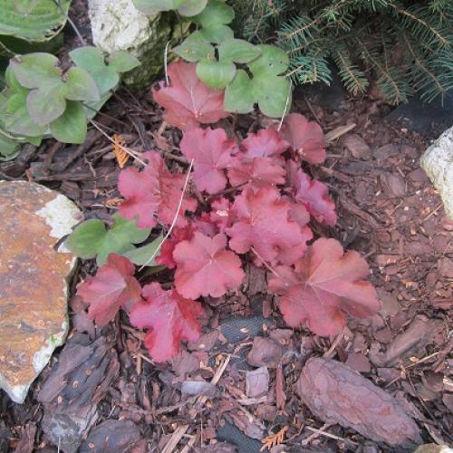 heuchera