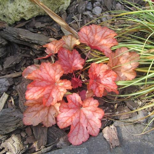 heuchera