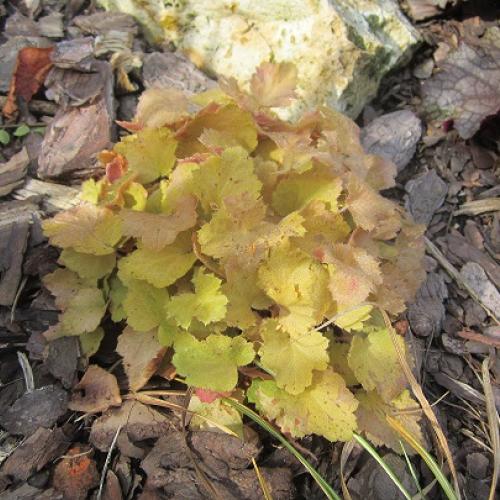 heuchera