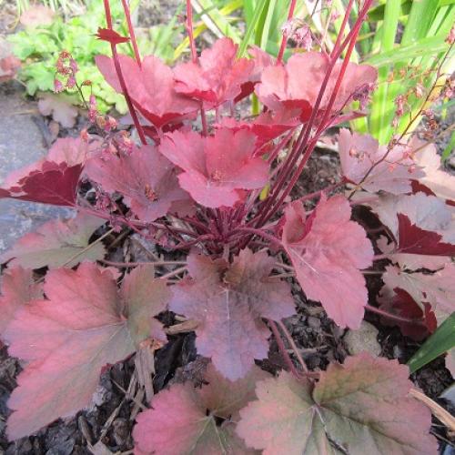 heuchera