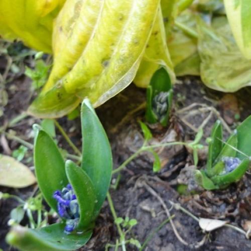 pomýlené hyacinty
