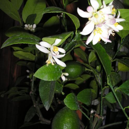 citron