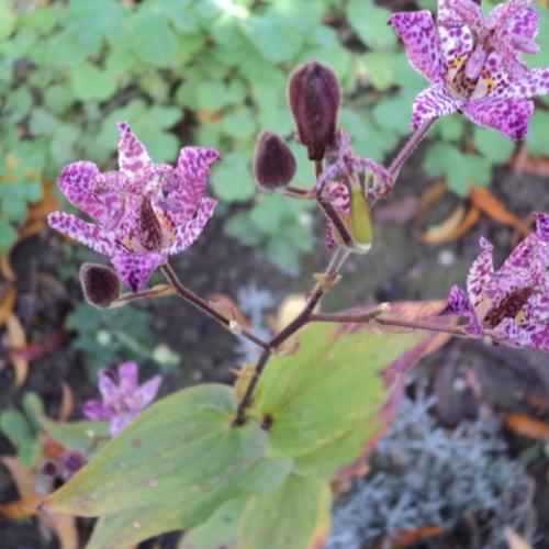 tricyrtus