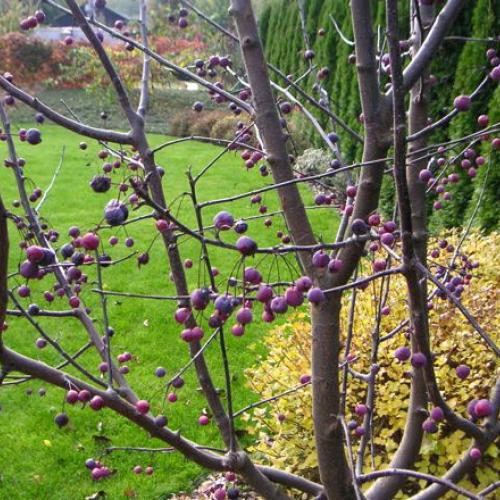 malus Royalty a syringa meyeri Palibin - hra farieb