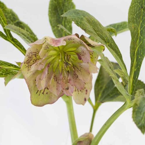 Helleborus