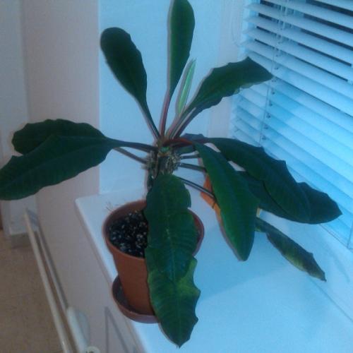euphorbia leuconera