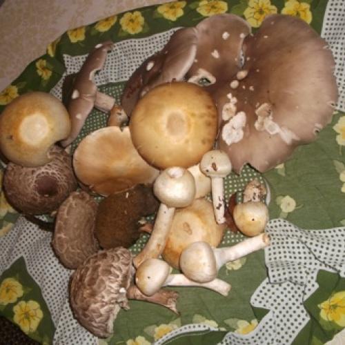 Koľko-toľko...