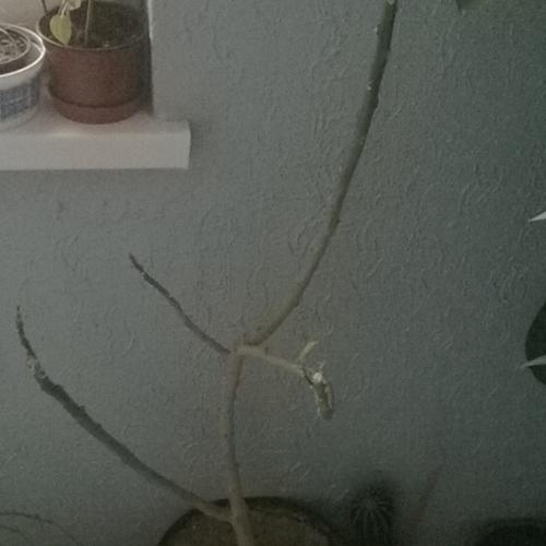 moja datura 