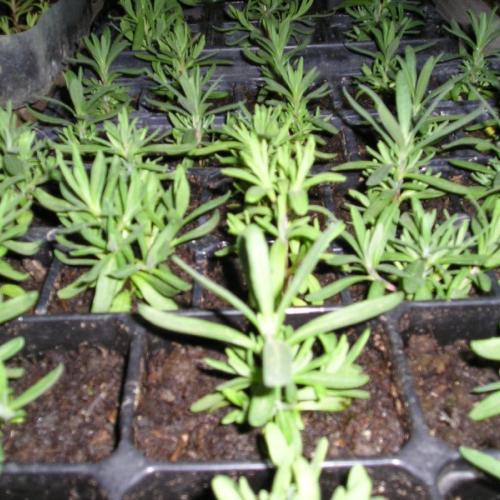 levandula