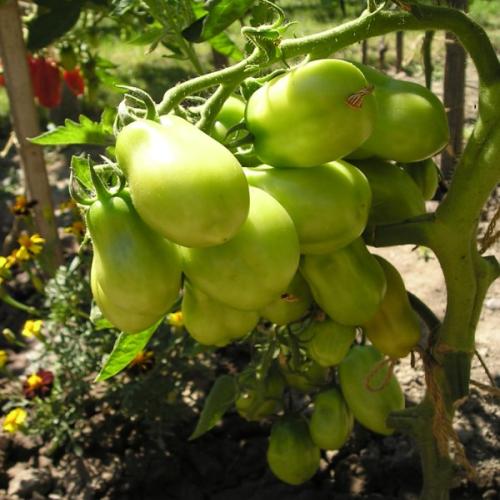 san marzano