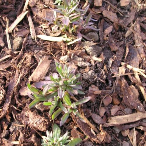 levandula
