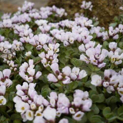 Aethionema oppositifolium