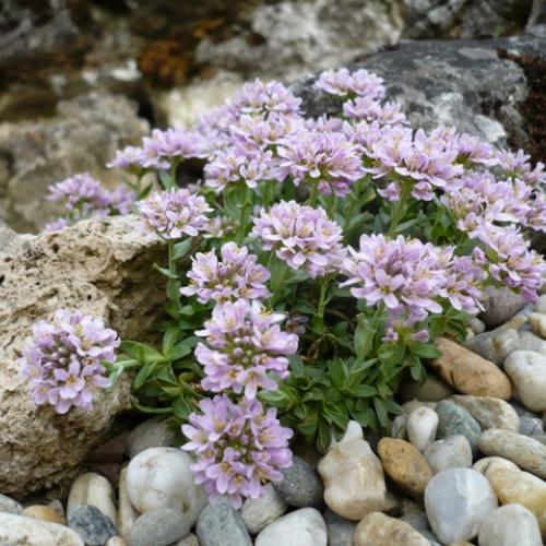 Thlaspi rotundifolium