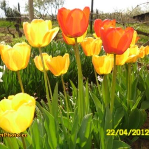 tulipany