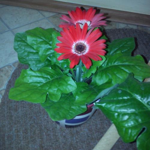 gerbera