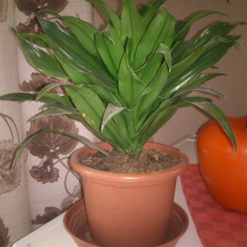 dracena 
