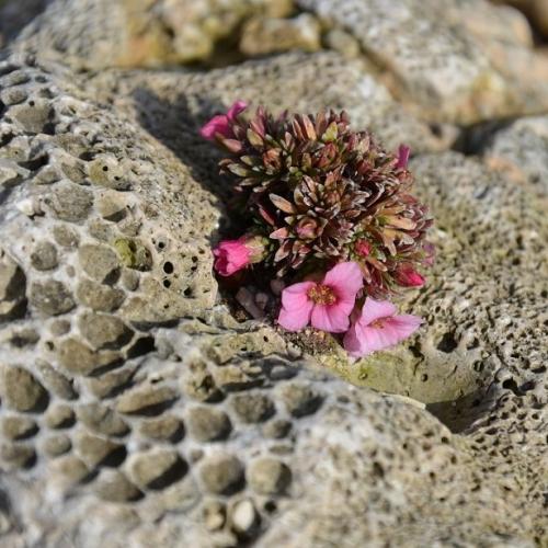 Saxifraga "Miluj ma" od Mirsk <3