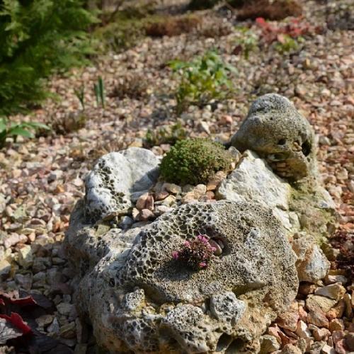 Saxifraga "Miluj ma" v kameni