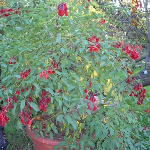 Erythrina crista galli
