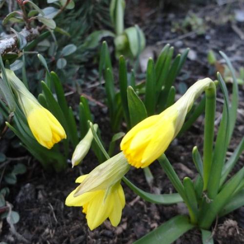 prvé narcisky 