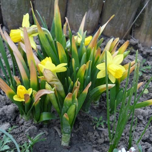 narcisky
