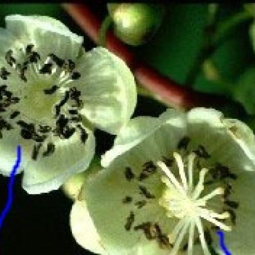 Kiwi kvet